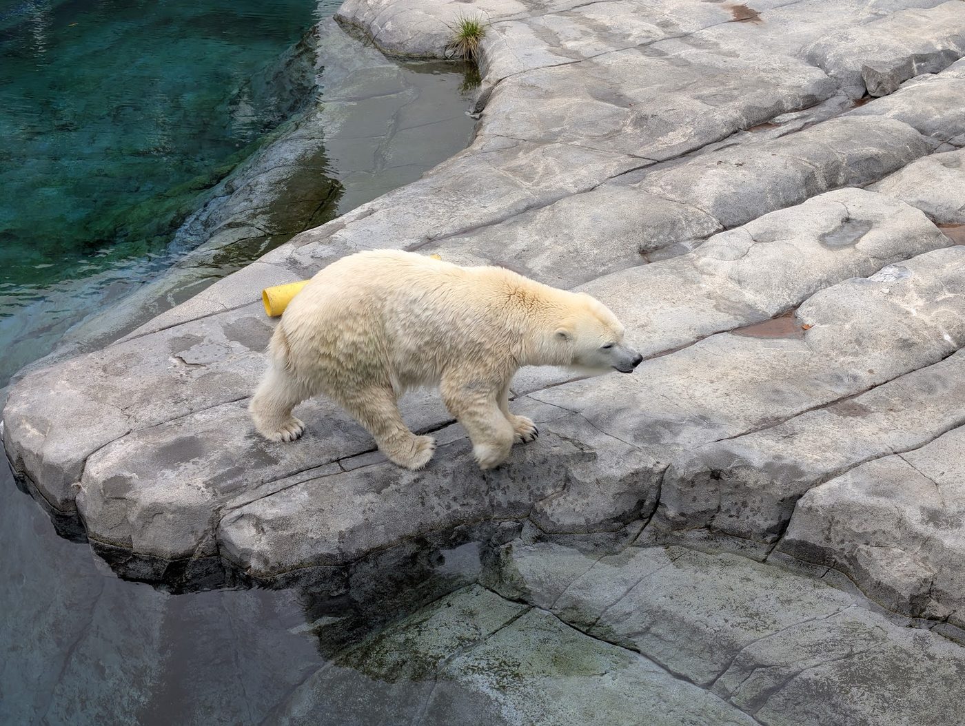 Sapporo Maruyama Park & Zoo