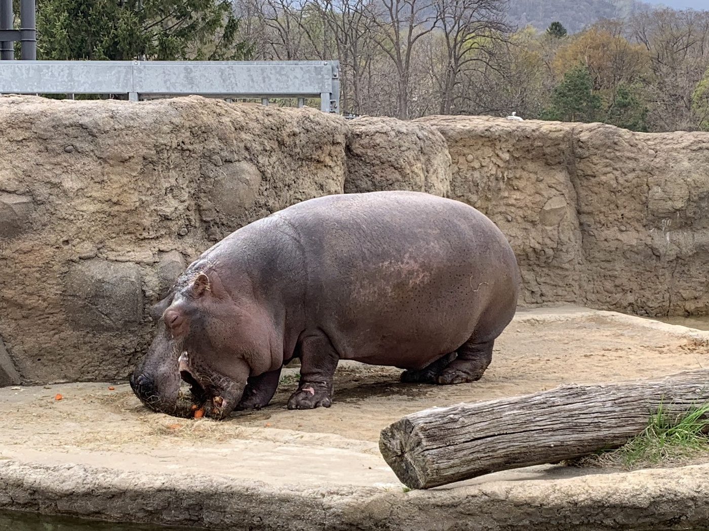 Sapporo Maruyama Park & Zoo