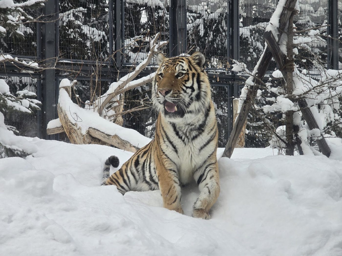 Sapporo Maruyama Park & Zoo