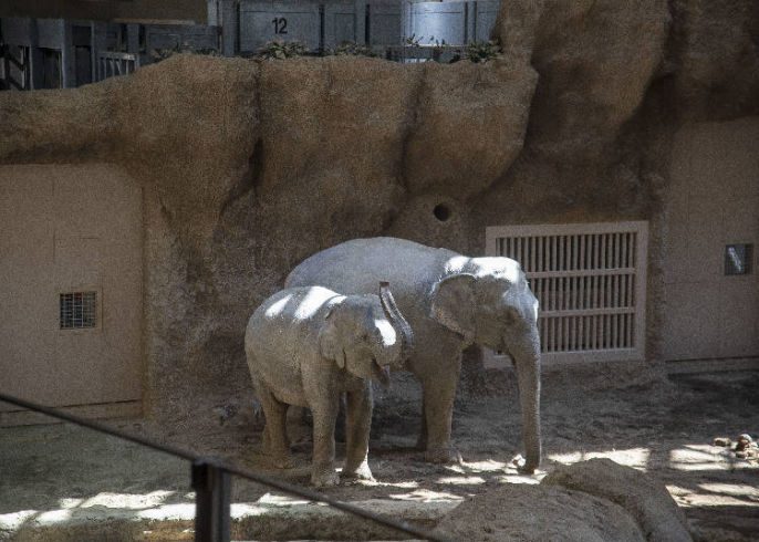 Sapporo Maruyama Park & Zoo