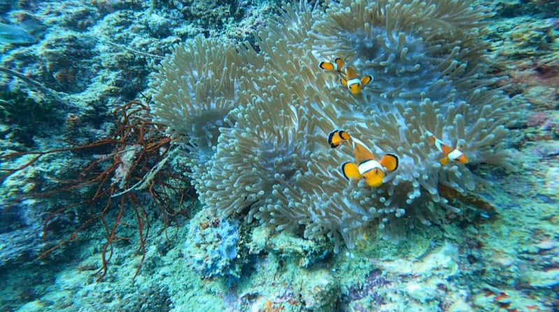 Scuba Diving
