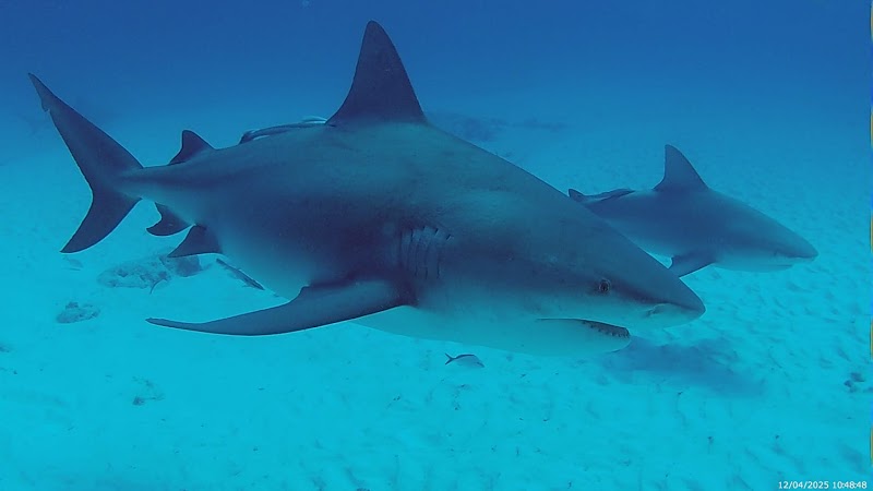 Scuba Diving at Palancar Reef