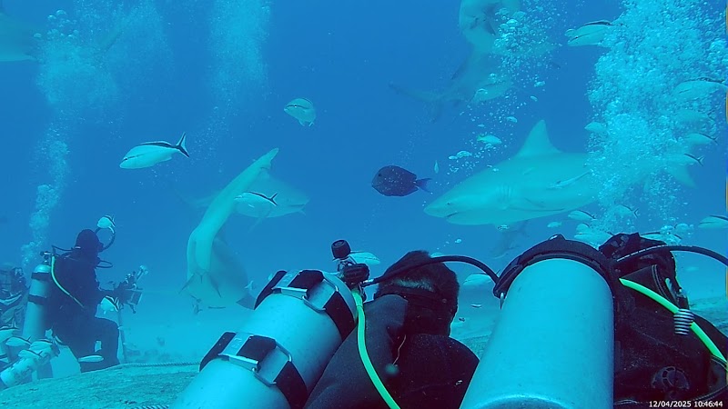 Scuba Diving at Palancar Reef