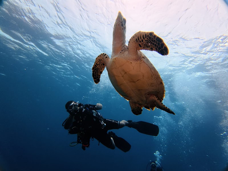 Scuba Diving at Palancar Reef