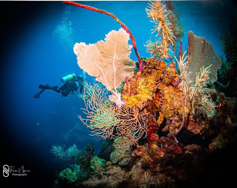 Scuba Diving the Cayman Wall