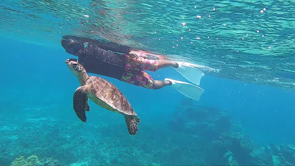 Sea Turtle Snorkeling