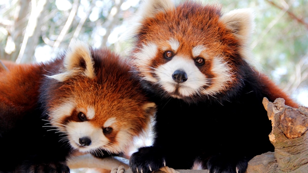 Sendai Yagiyama Zoo
