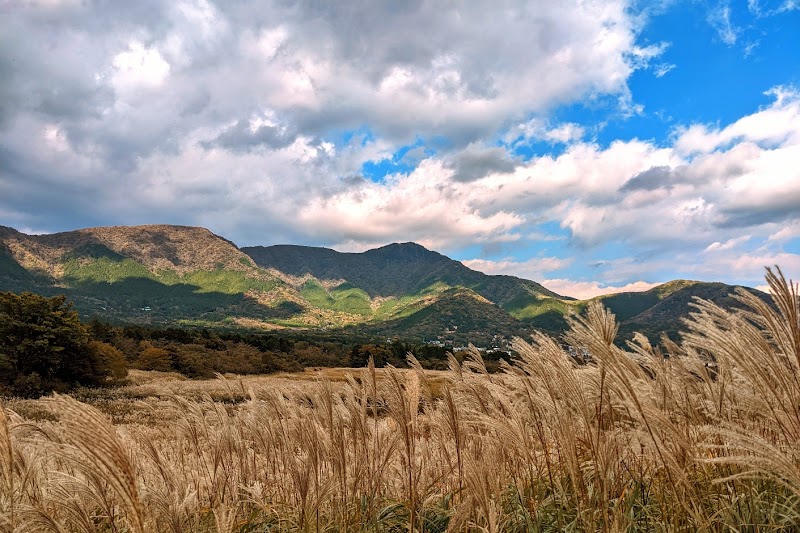 Sengokuhara Pampas Grass Fields