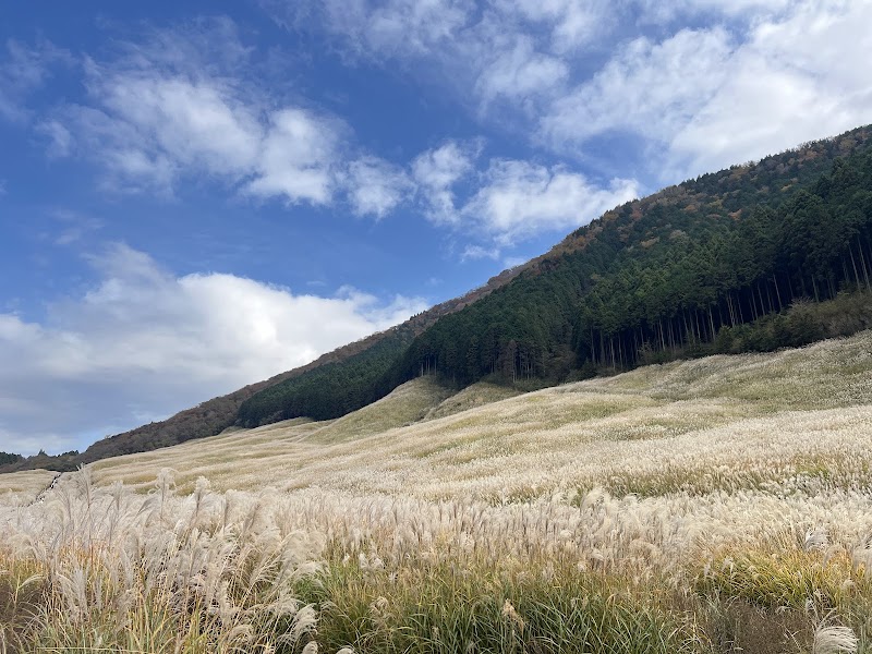 Sengokuhara Pampas Grass Fields