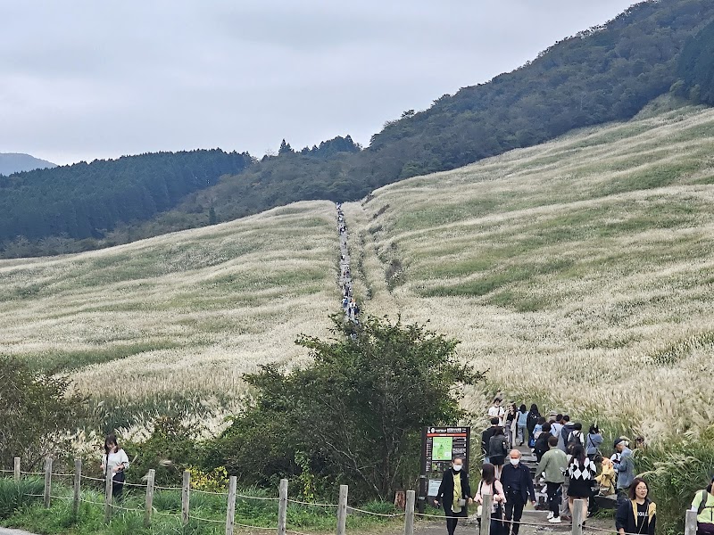 Sengokuhara Pampas Grass Fields