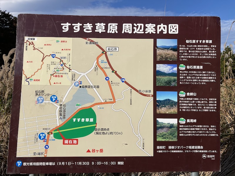 Sengokuhara Pampas Grass Fields