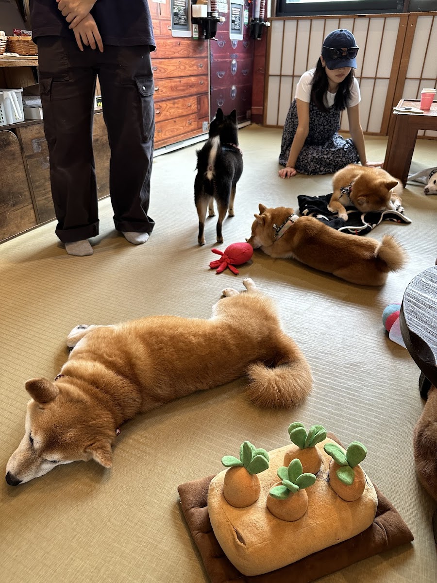 Shiba Inu Cafe