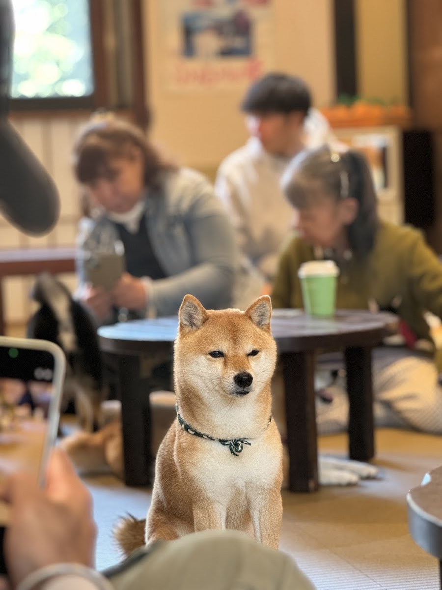 Shiba Inu Cafe