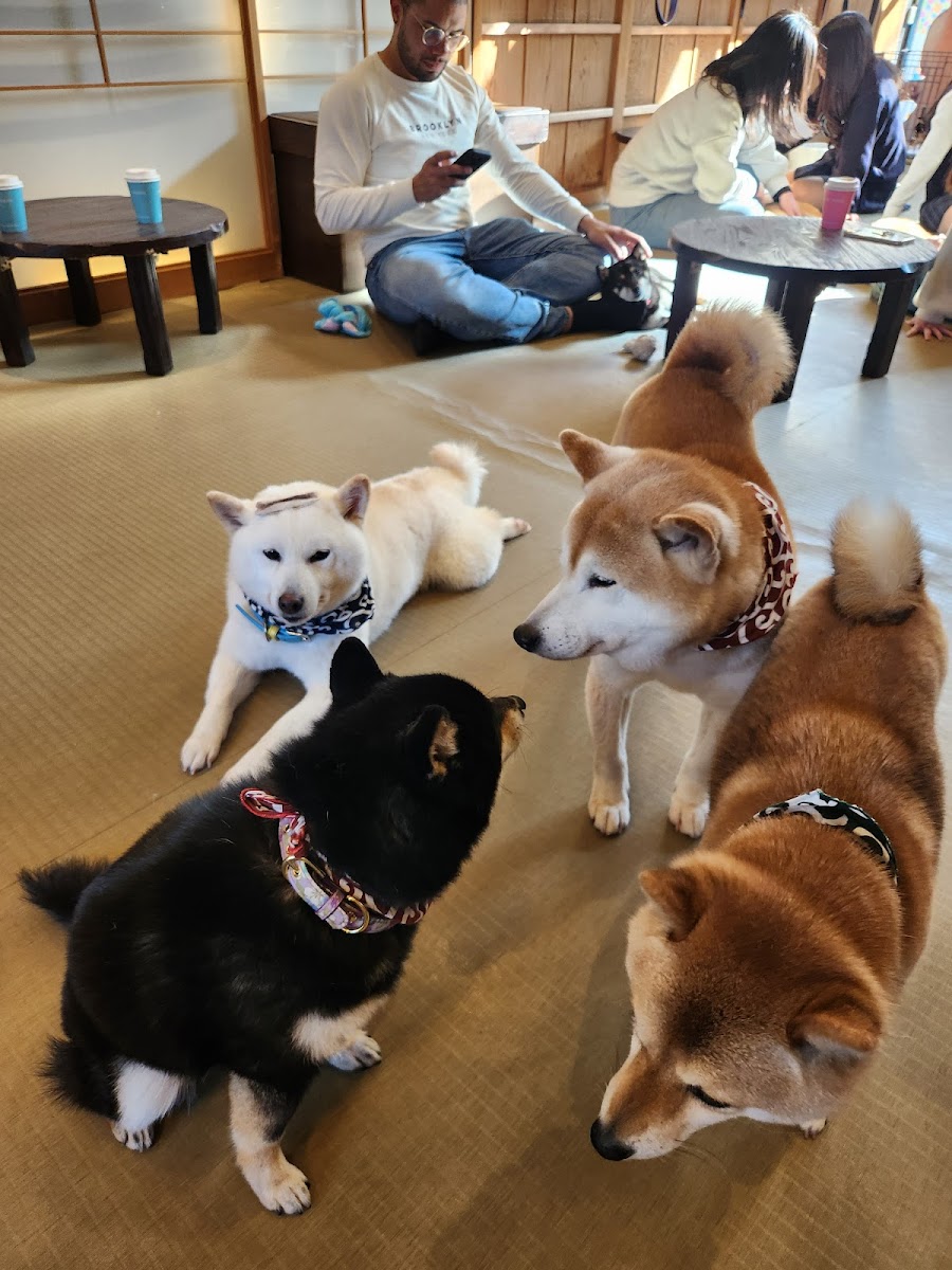 Shiba Inu Cafe