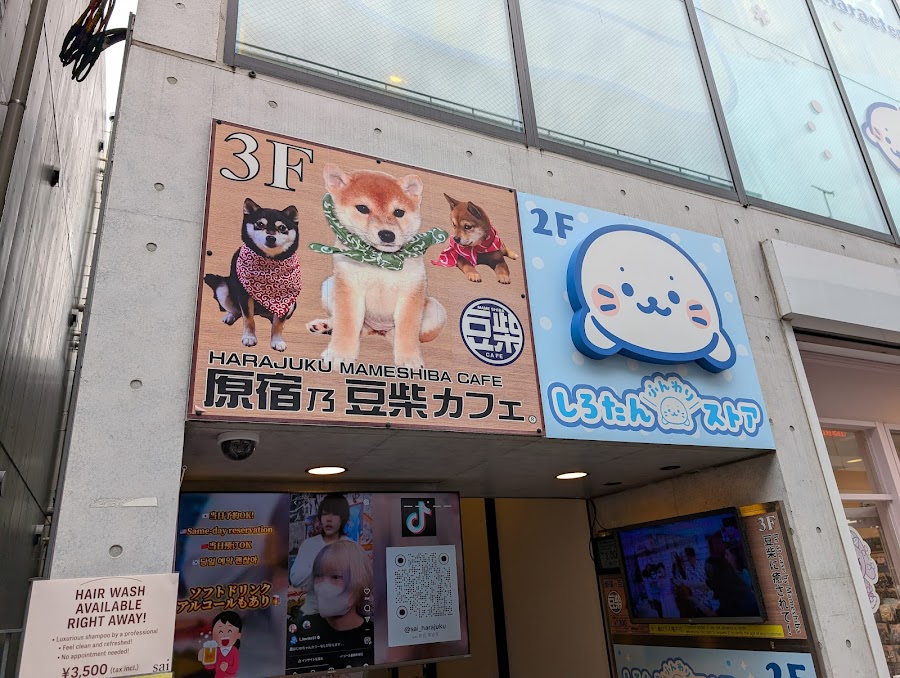 Shiba Inu Cafe