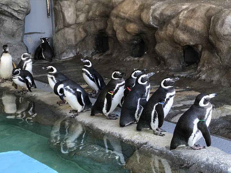 Shinagawa Aquarium