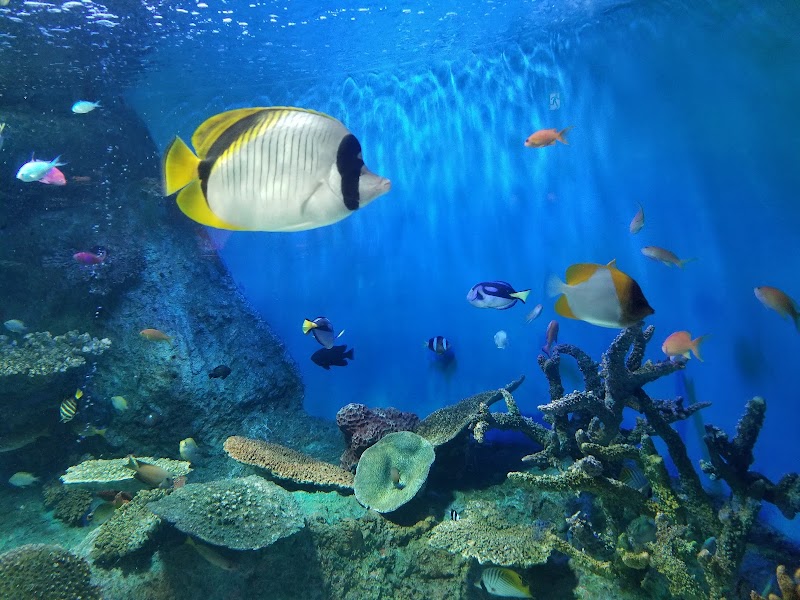 Shinagawa Aquarium