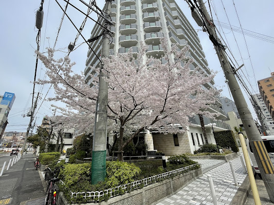 Shin-Kaichi