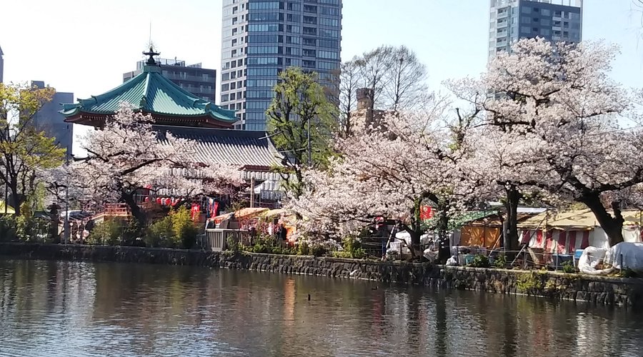 Shinobazu Pond