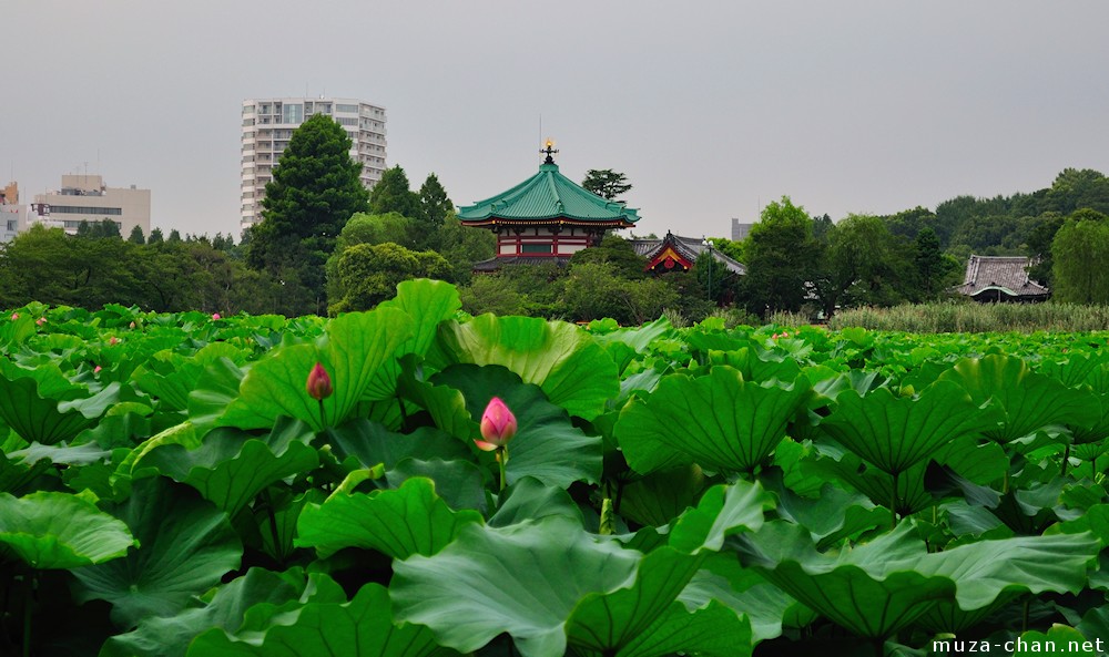 Shinobazu Pond