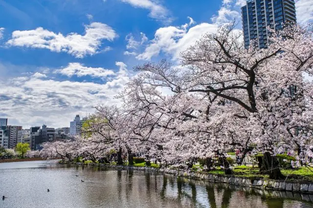 Shinobazu Pond