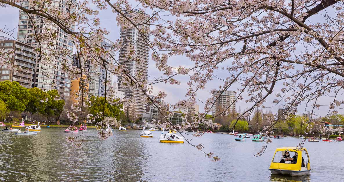 Shinobazu Pond