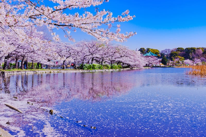 Shinobazu Pond