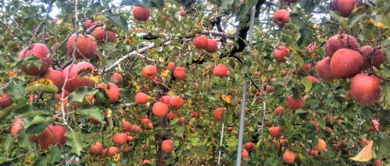 Shinshu Apples