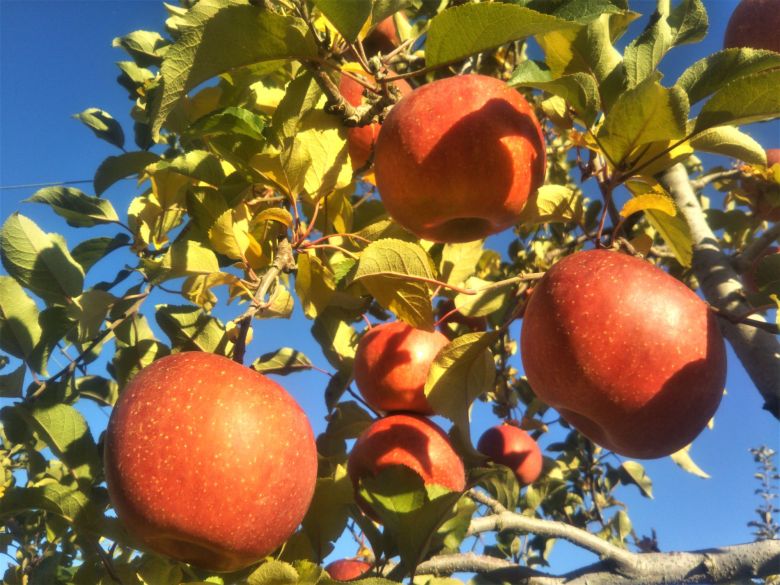 Shinshu Apples