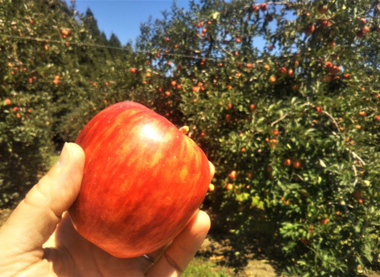 Shinshu Apples