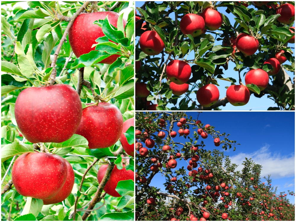 Shinshu Apples