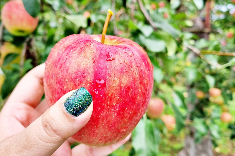 Shinshu Apples
