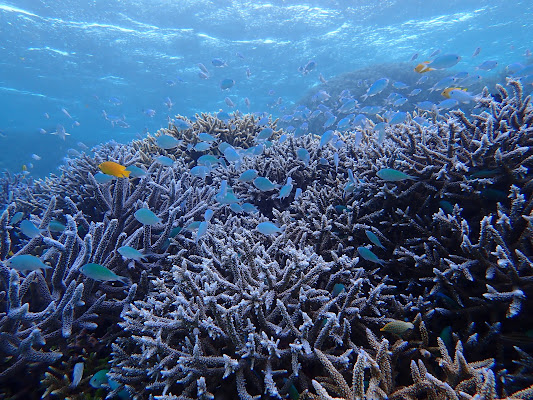 Shiraho Blue Coral Diving