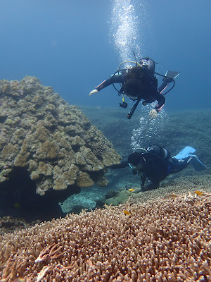 Shiraho Blue Coral Diving
