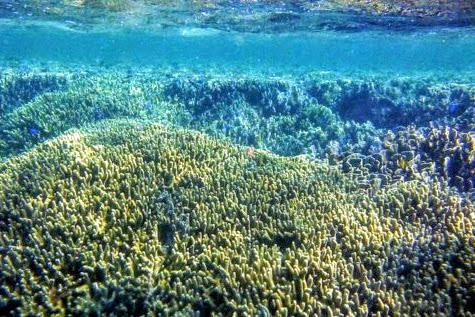 Shiraho Reef