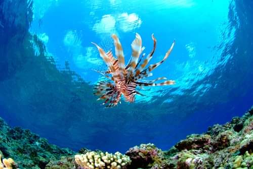 Shiraho Reef