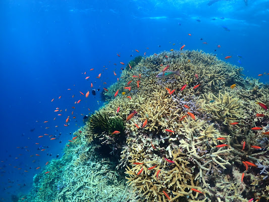 Shiraho Reef