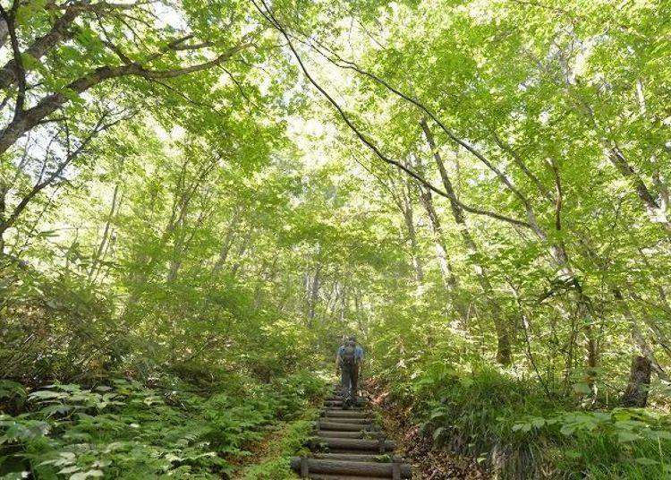 Shirakami Sanchi Hiking Courses