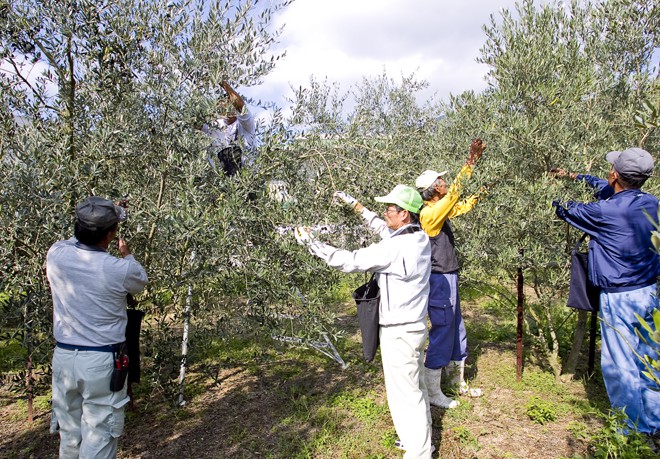 Shodoshima Olive Harvesting