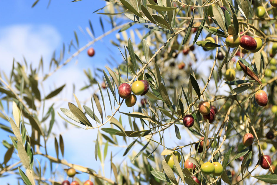 Shodoshima Olive Harvesting