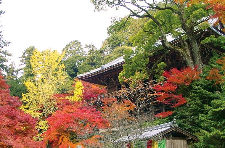 Shoshazan Engyo-ji Autumn Leaves