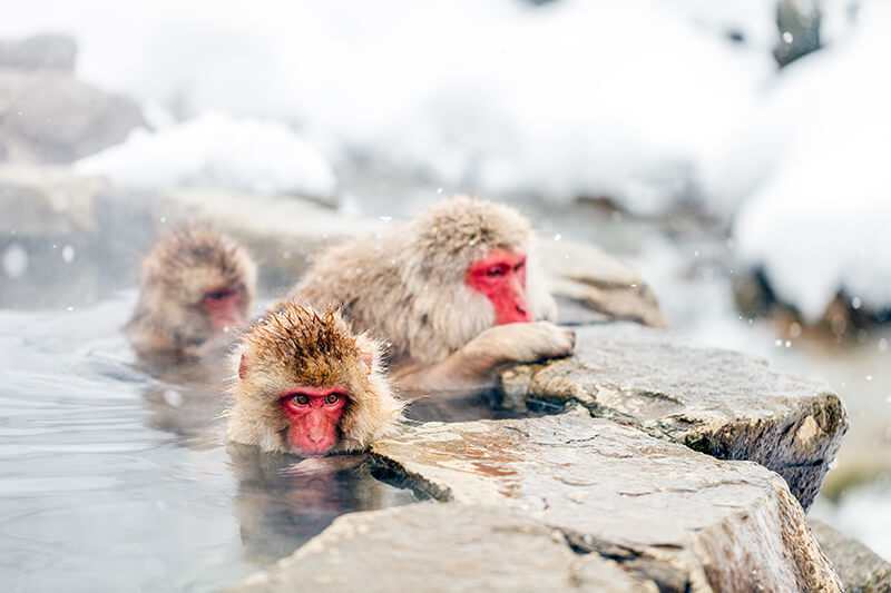 Snow Monkey Onsen Viewing