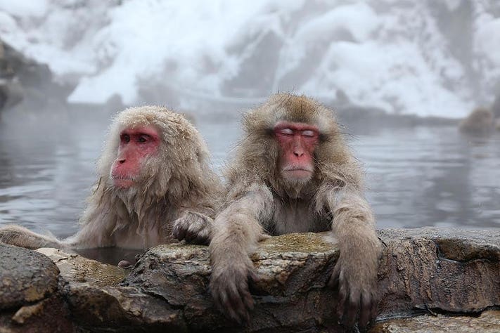 Snow Monkey Onsen Viewing