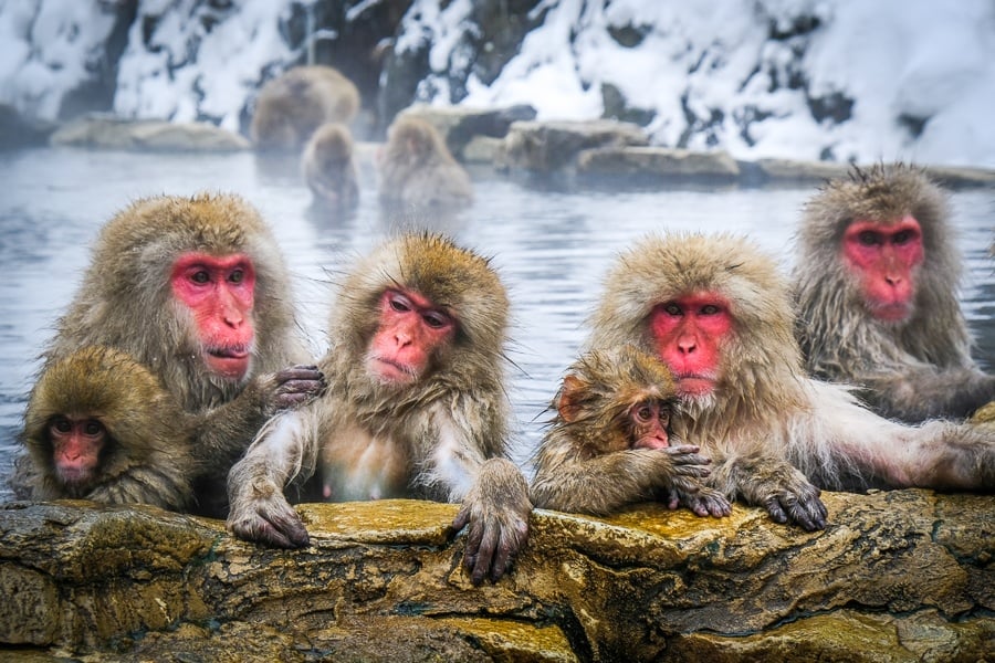 Snow Monkey Onsen Viewing
