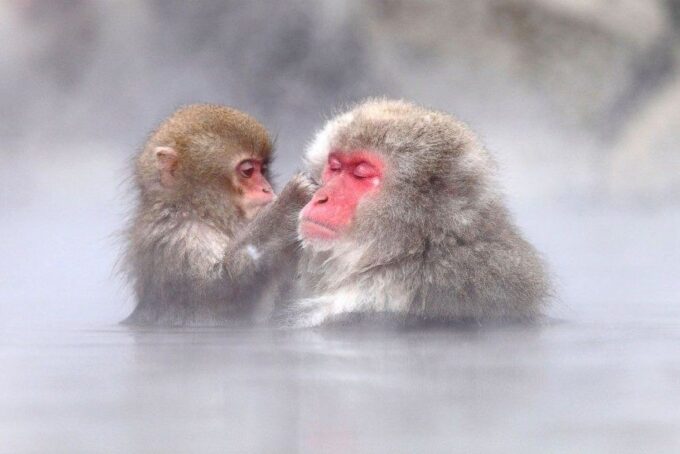 Snow Monkey Onsen Viewing