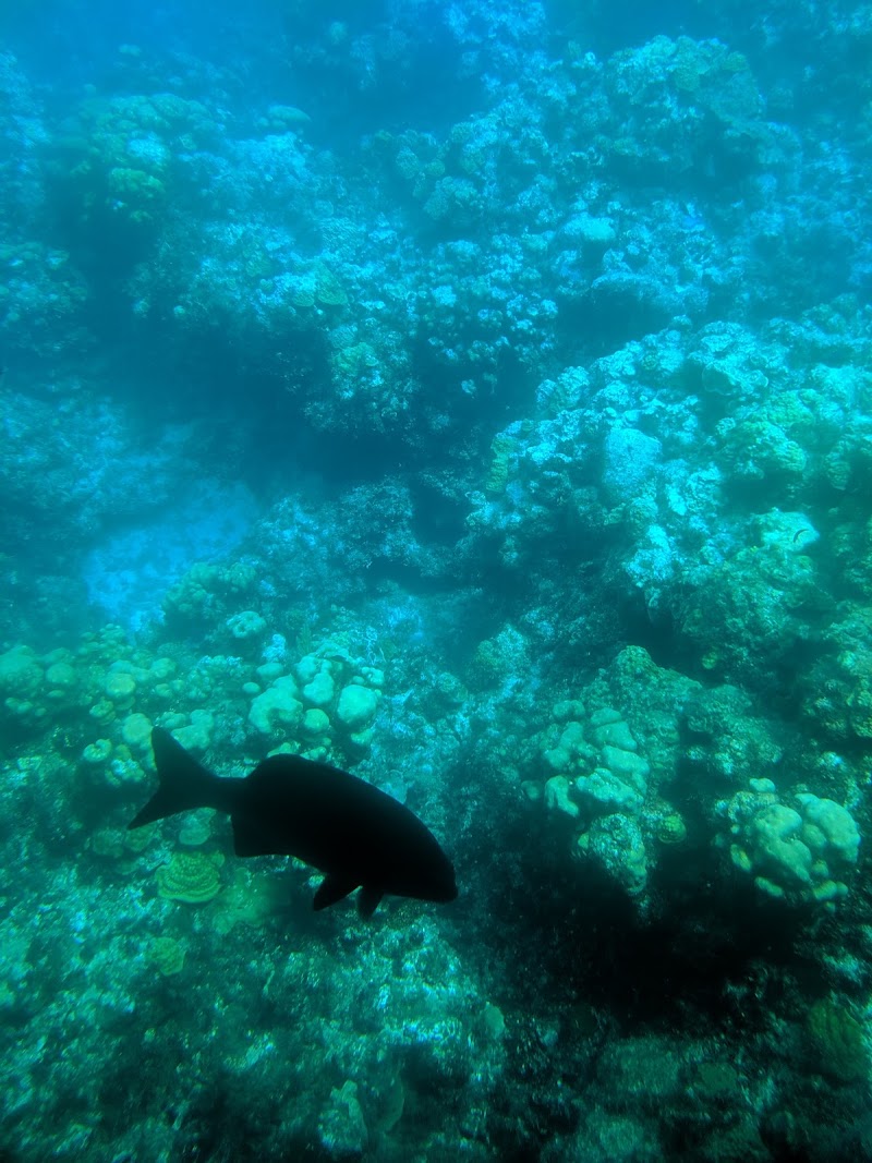 Submarine Night Dive (Atlantis)