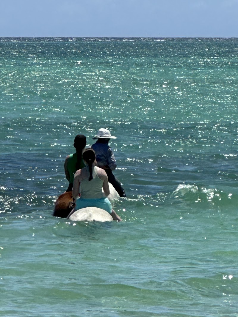 Sunrise Horseback Ride on the Beach