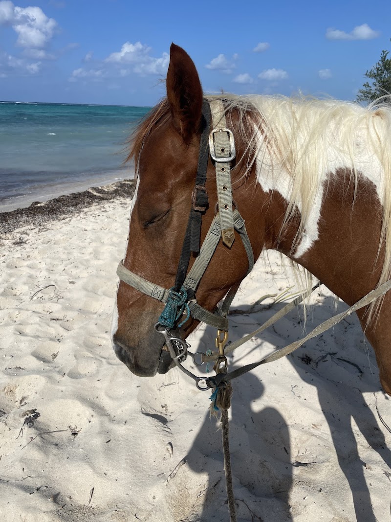 Sunrise Horseback Ride on the Beach