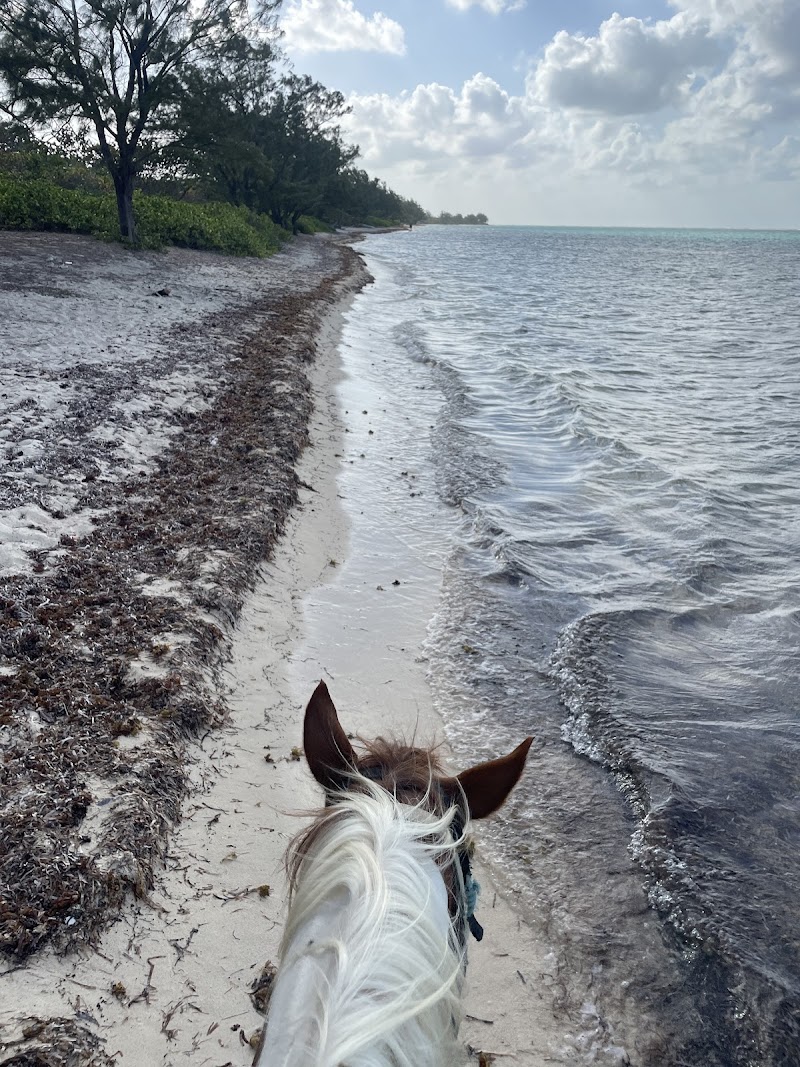 Sunrise Horseback Ride on the Beach