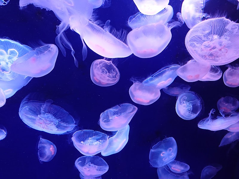 Sunshine Aquarium